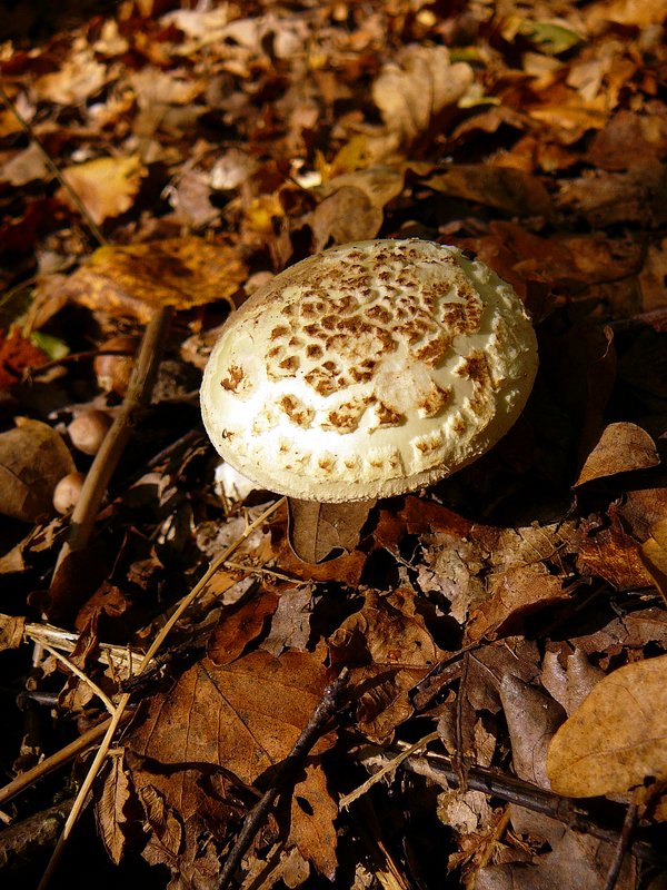 2012-10-28-Mycologie au poteau des Hauts-Besnières